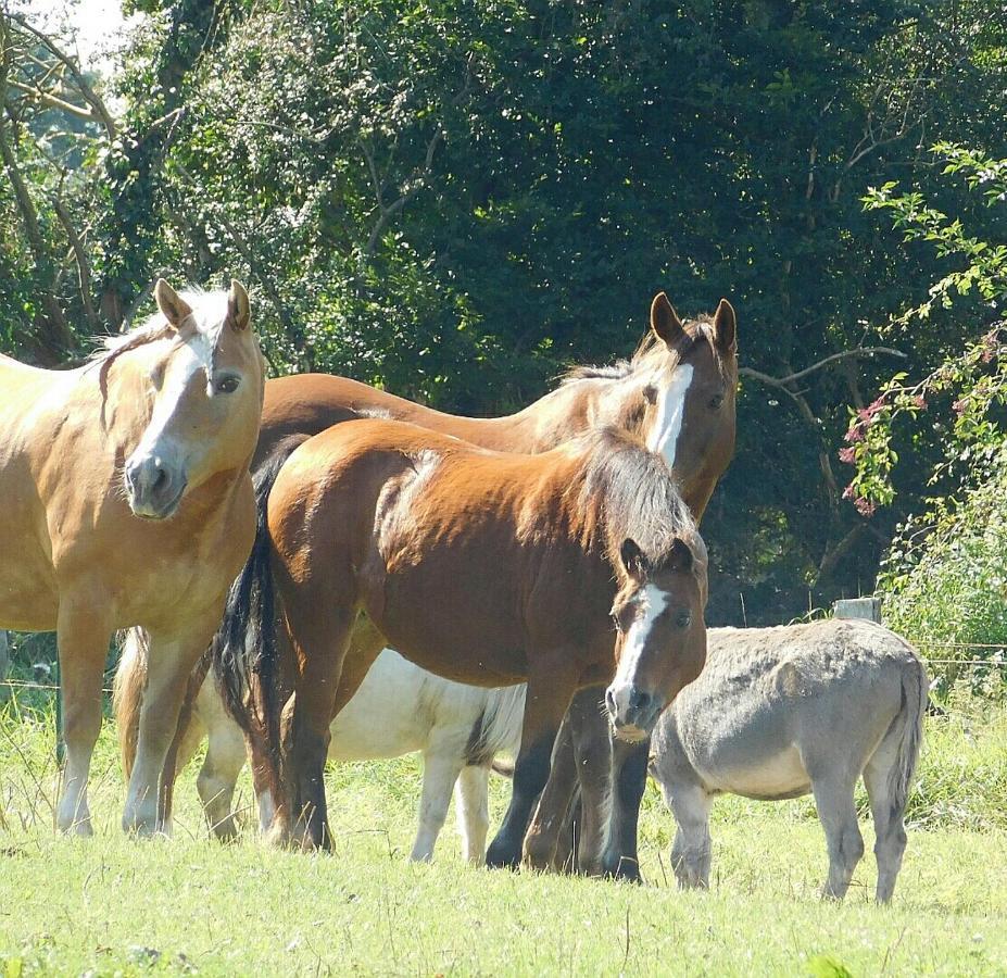 Ferienhof Stobbe Grube Esterno foto